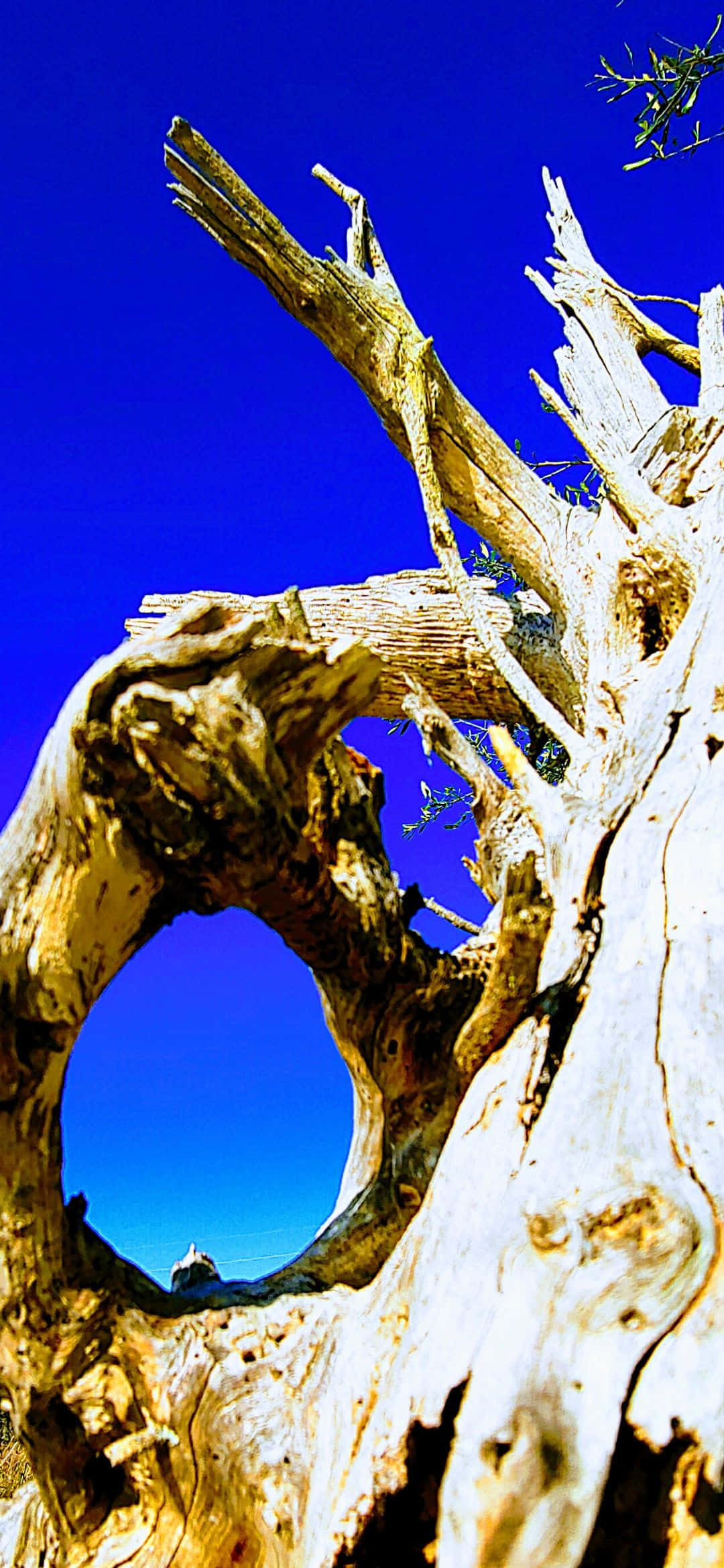 Turquoise Waters of the Caribbean, weathered tree trunk, natural hole, Full HD Phone Wallpaper