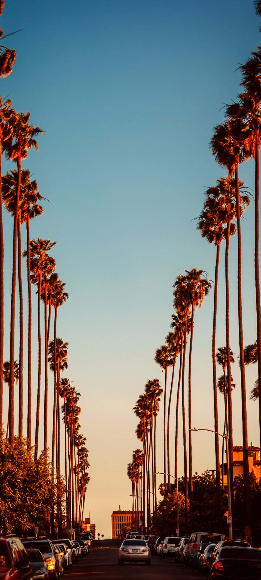 1080x2400, palm trees, clear blue sky, Full HD Phone Wallpaper