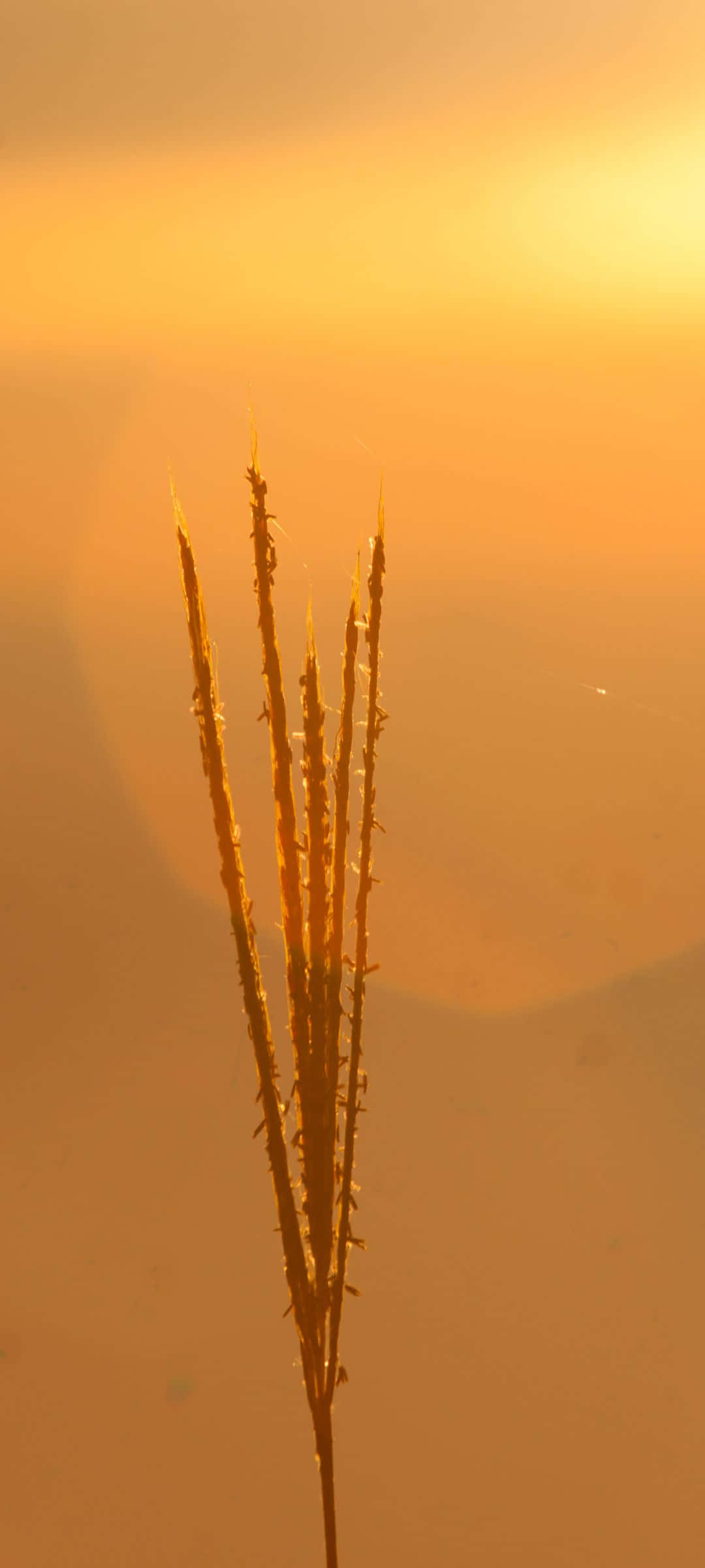 golden grass stalk, warm glowing sunset sky, mountains, Full HD Phone Wallpaper