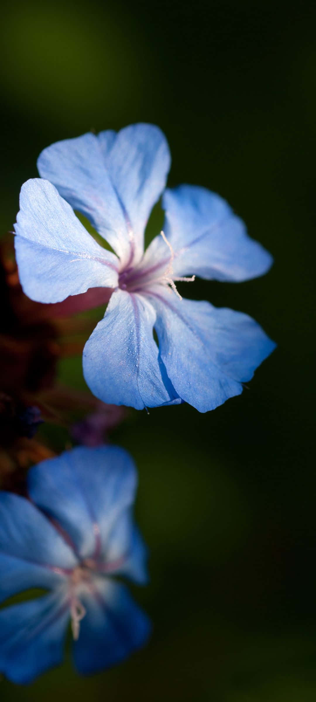 1080x2400, delicate blue flower, soft petals, Full HD Phone Wallpaper