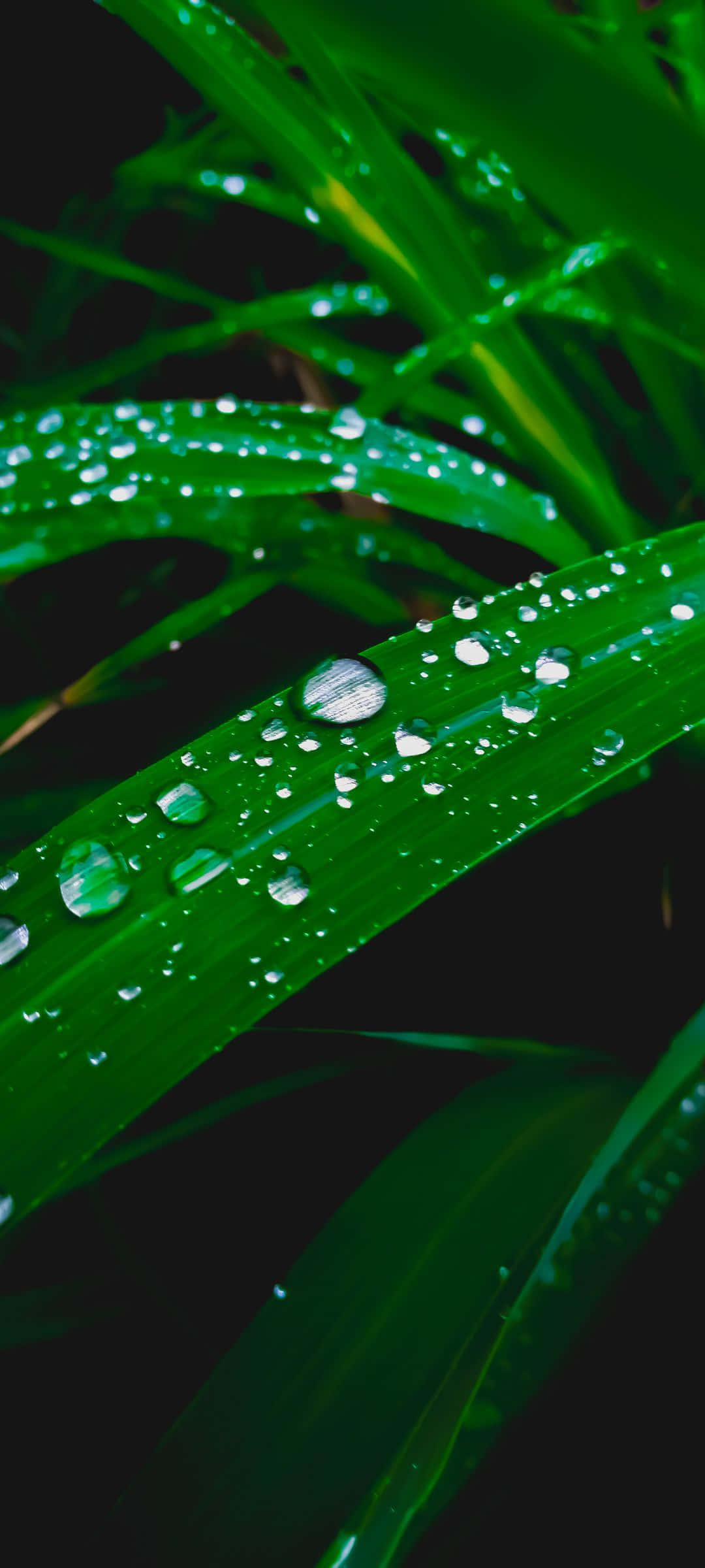 1080x2400, vibrant green grass, dew drops, Full HD Phone Wallpaper