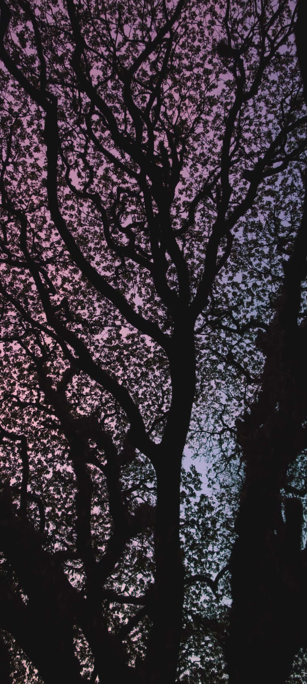 twilight sky, purple and blue hues, silhouetted tree branches, Full HD Phone Wallpaper
