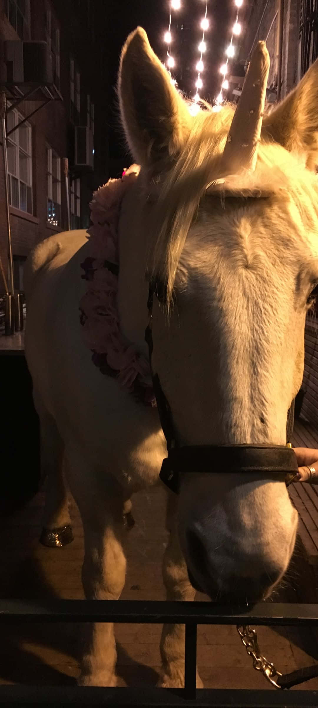white horse, pink flowers, string lights, Full HD Phone Wallpaper