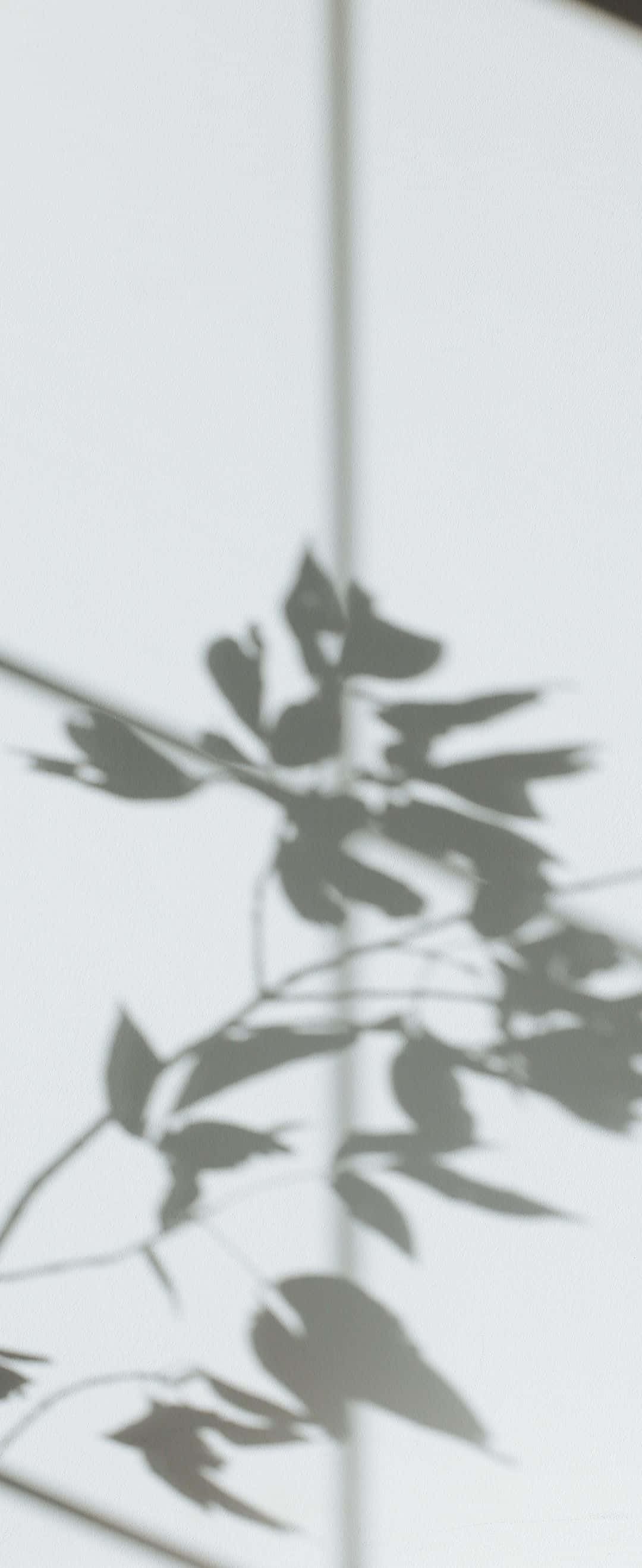 1080x2636, beach view, soft leaf shadows, 2K Phone Wallpaper