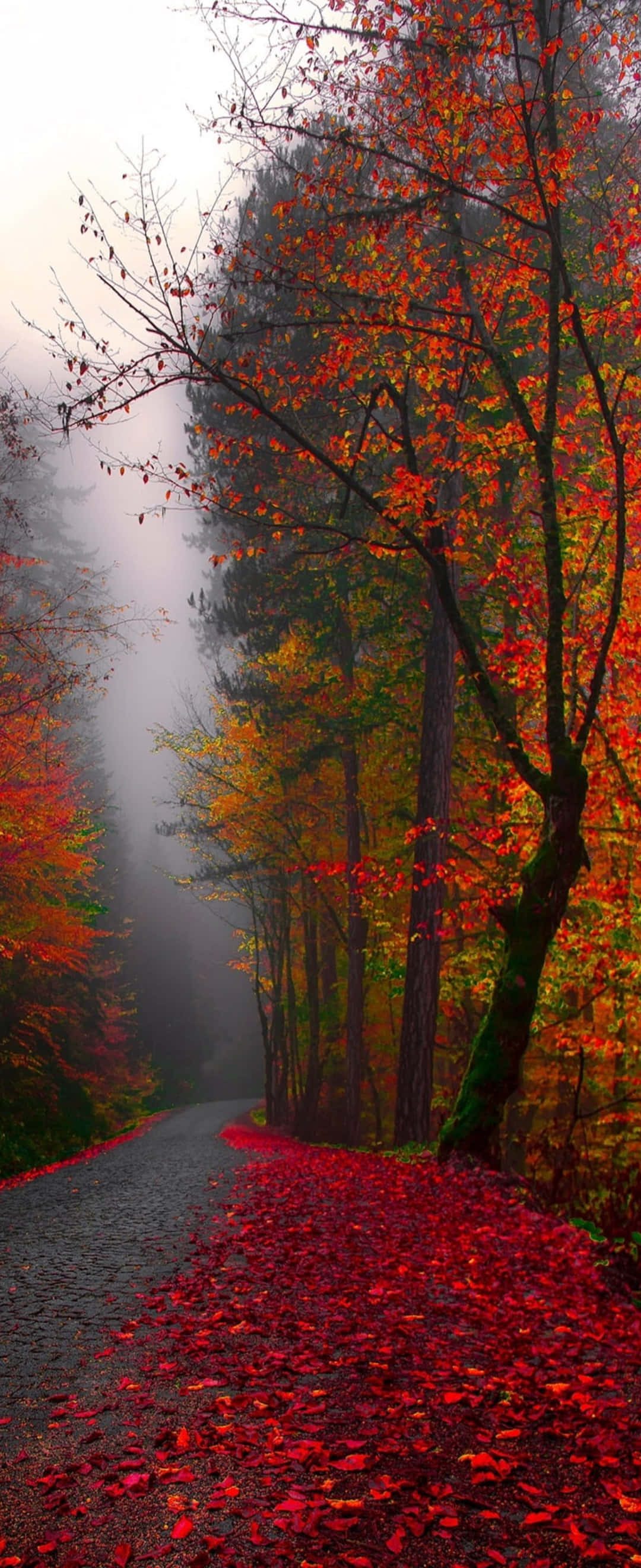 1080x2640, misty forest path, vibrant autumn trees, 2K Phone Wallpaper