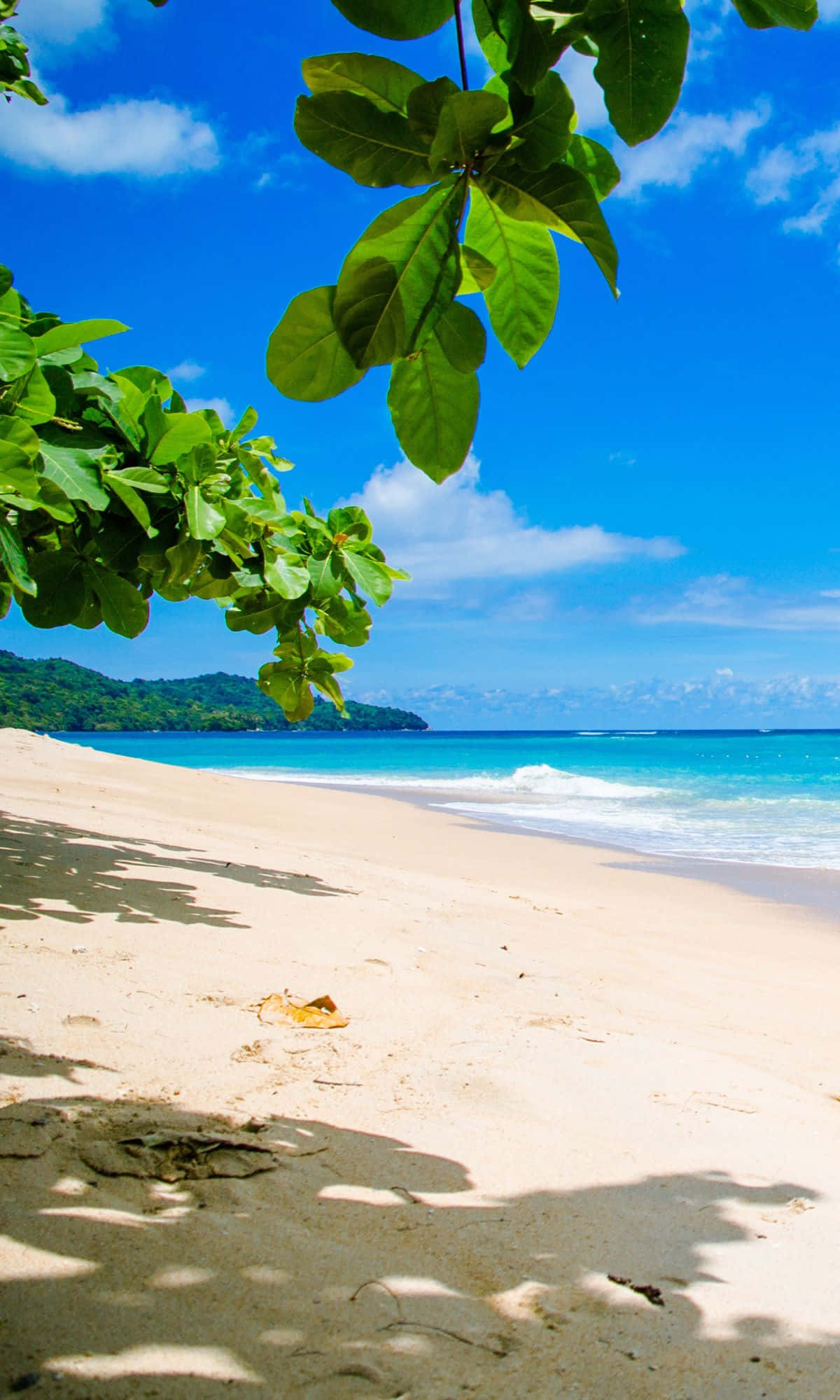 tropical beach scene, lush green leaves, turquoise waves, Full HD Phone Wallpaper