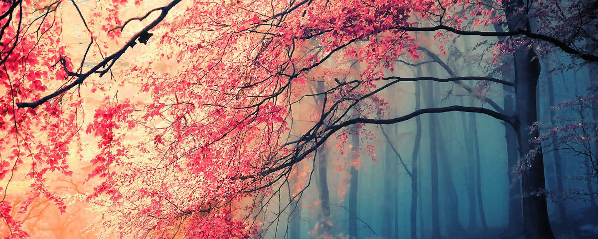 1200x480, cherry blossom trees, pink autumn leaves, SD Desktop Wallpaper