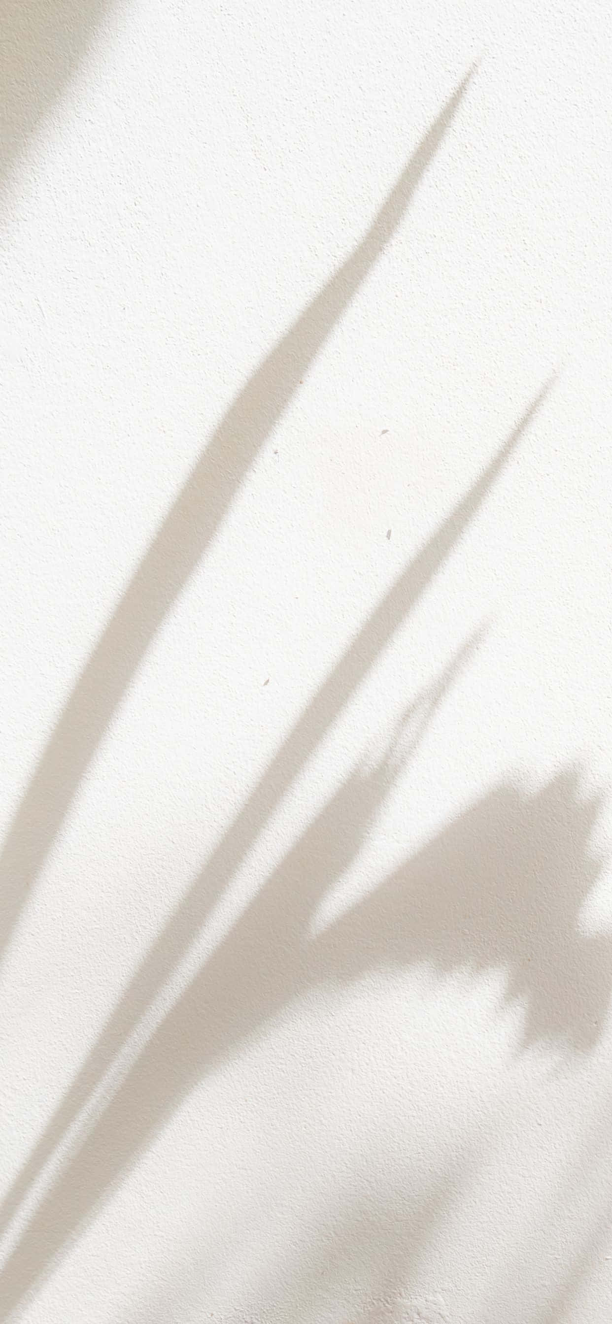 tropical leaves, smooth white wall, soft natural light, 2K Phone Wallpaper