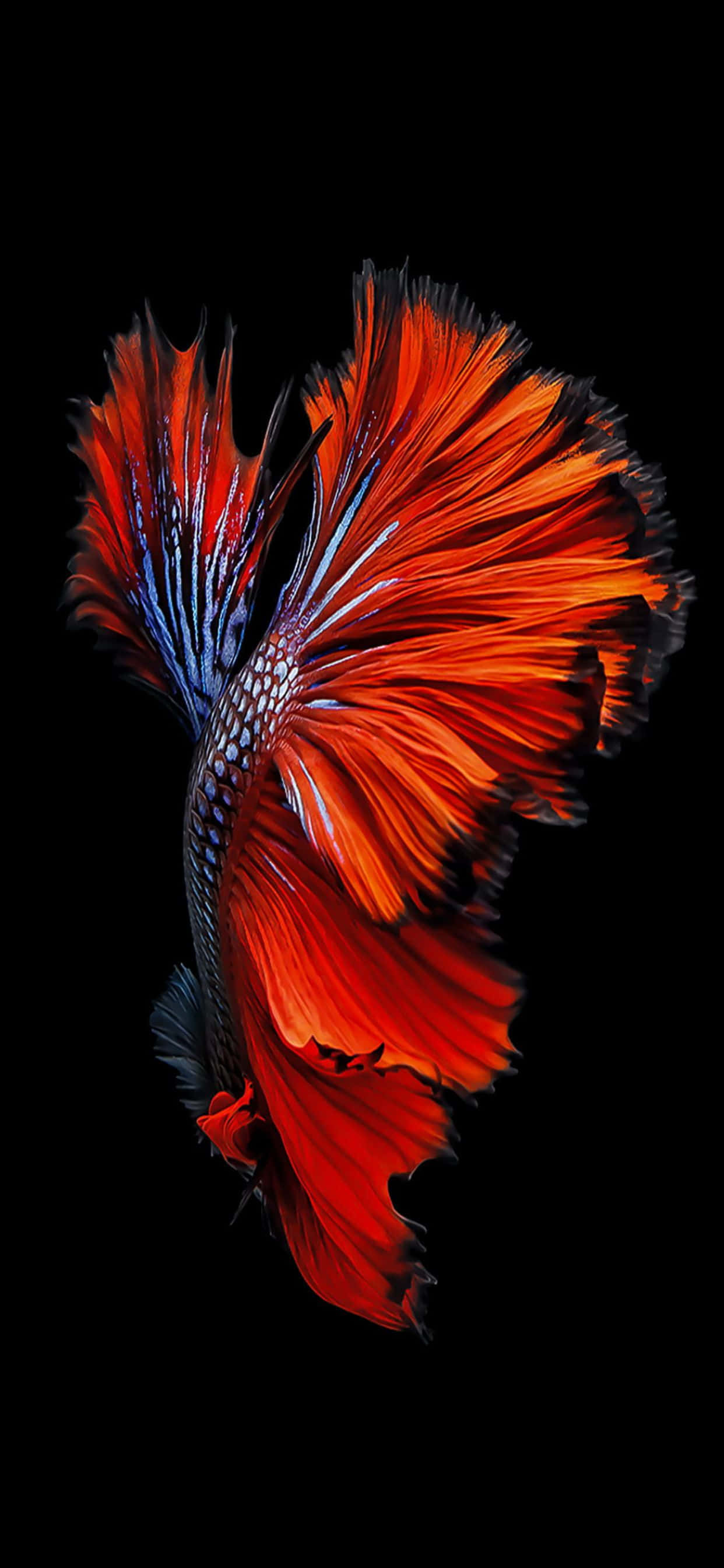 betta fish, red and blue, flowing fins, 2K Phone Wallpaper