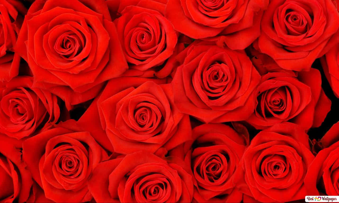 1280x768 rose, vivid red roses, velvety petals, HD Desktop Wallpaper