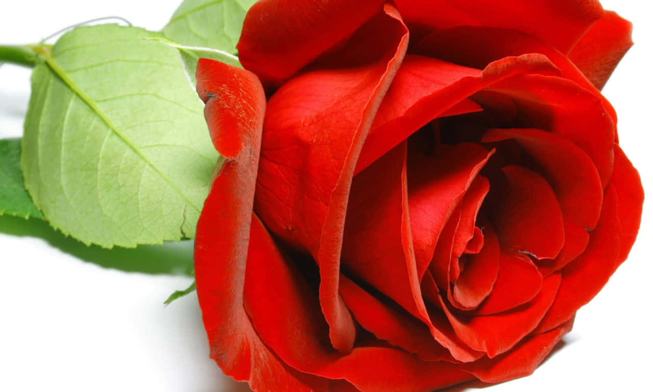 1280x768 rose, vibrant red rose, lush green leaves, HD Desktop Wallpaper