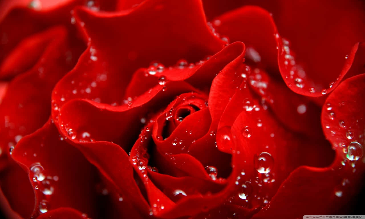 1280x768 rose, vibrant red rose, glistening water droplets, HD Desktop Wallpaper