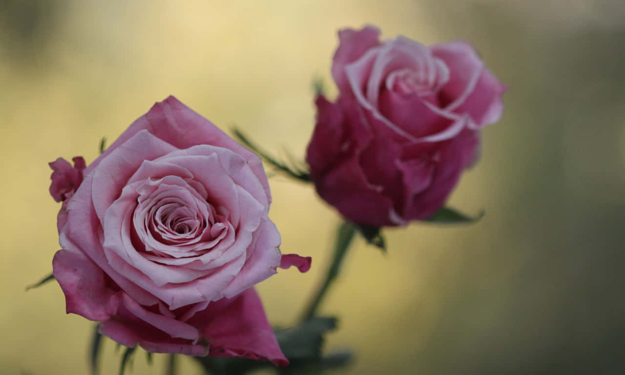 1280x768 rose, pink roses, warm blurred background, HD Desktop Wallpaper