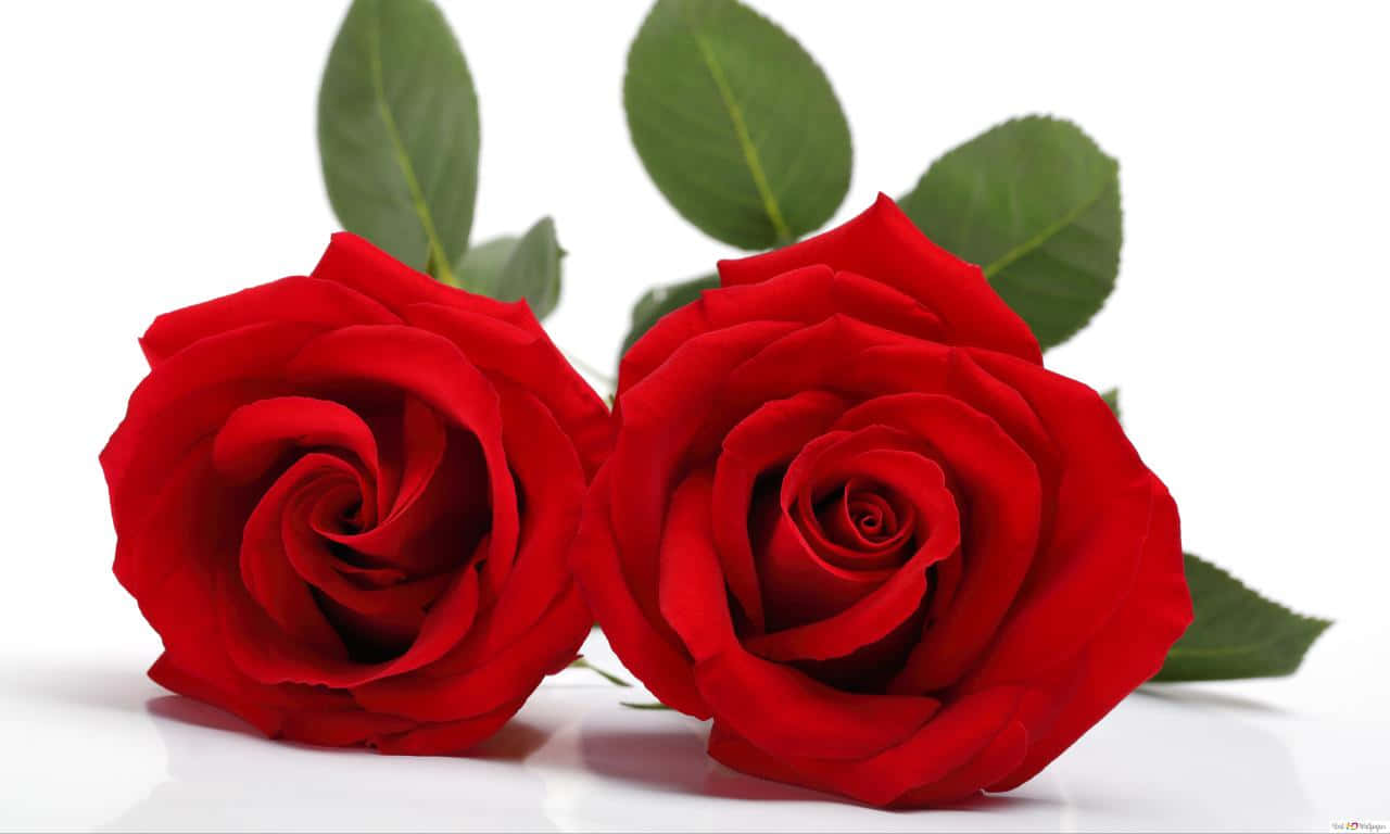 1280x768 rose, vibrant red roses, lush green leaves, HD Desktop Wallpaper