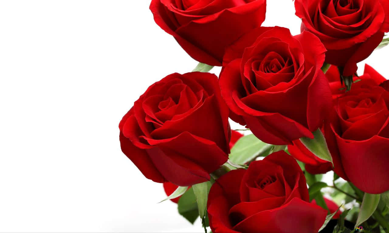 1280x768 rose, pink rose, vibrant red roses, HD Desktop Wallpaper