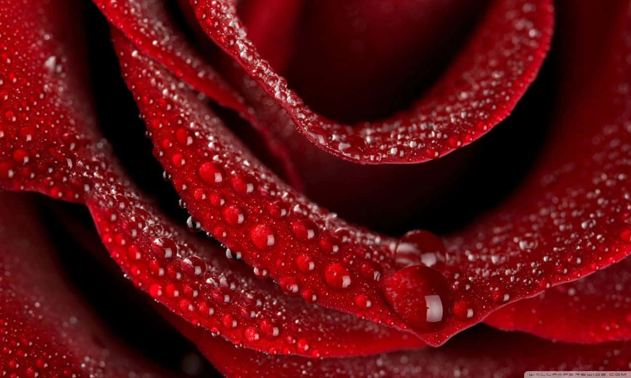 1280x768 rose, deep red rose, glistening water droplets, HD Desktop Wallpaper