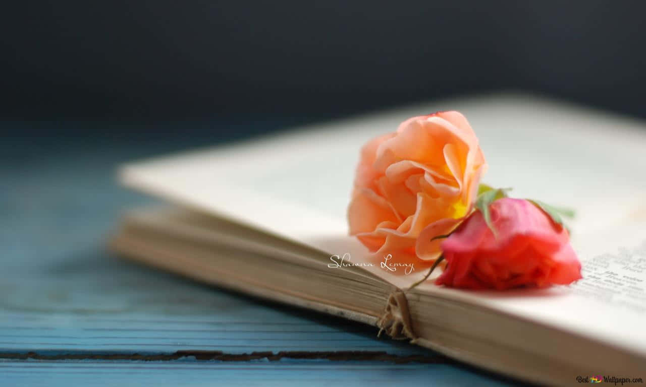 1280x768 rose, pink rose, weathered book, HD Desktop Wallpaper