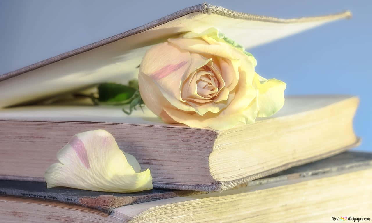 1280x768 rose, pink rose, aged books, HD Desktop Wallpaper