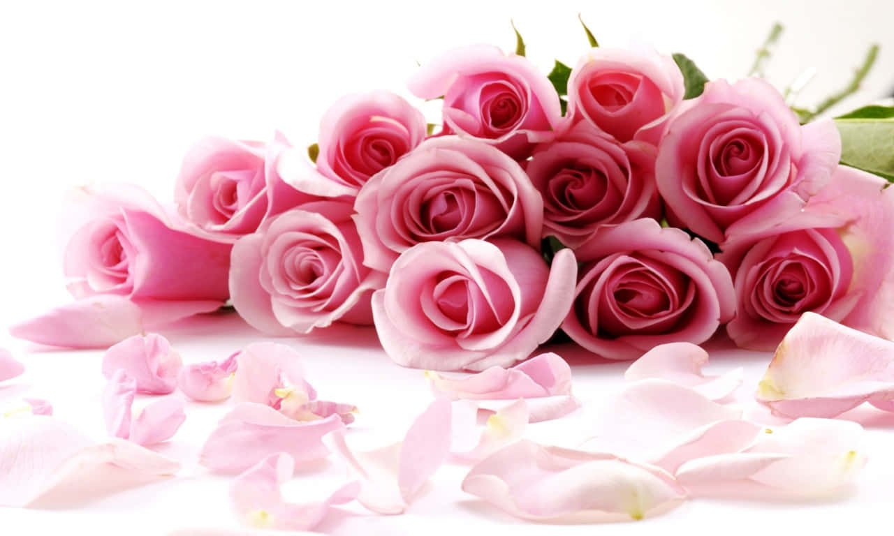 1280x768 rose, pink roses, white petals, HD Desktop Wallpaper