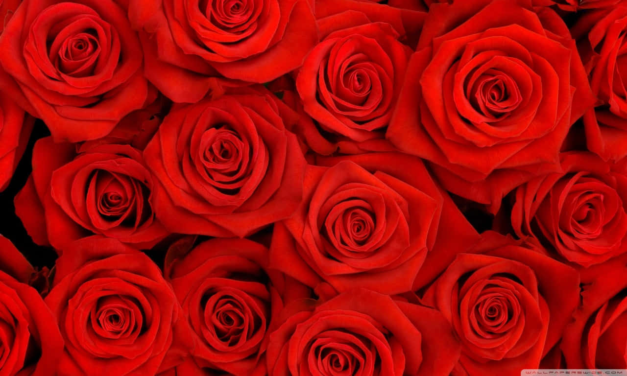 1280x768 rose, vivid red roses, velvety petals, HD Desktop Wallpaper