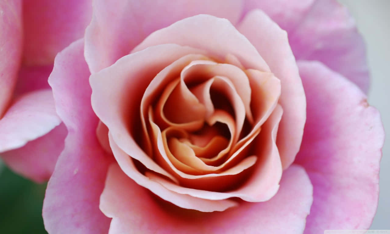 1280x768 rose, pink rose, peach undertones, HD Desktop Wallpaper