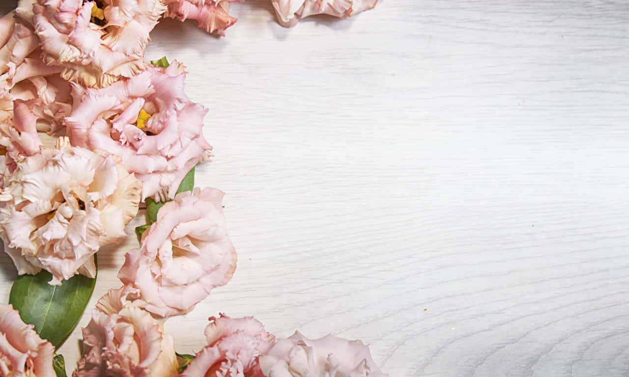 1280x768 rose, bright pink rose, full bloom, HD Desktop Wallpaper