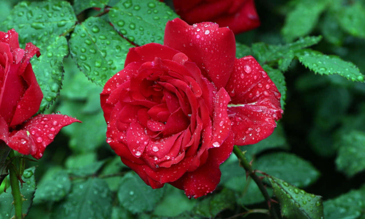 1280x768 rose, vibrant red rose, dewdrops, HD Desktop Wallpaper
