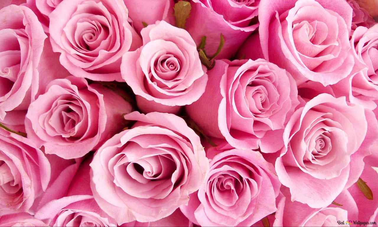 1280x768 rose, pink rose, soft pink roses, HD Desktop Wallpaper