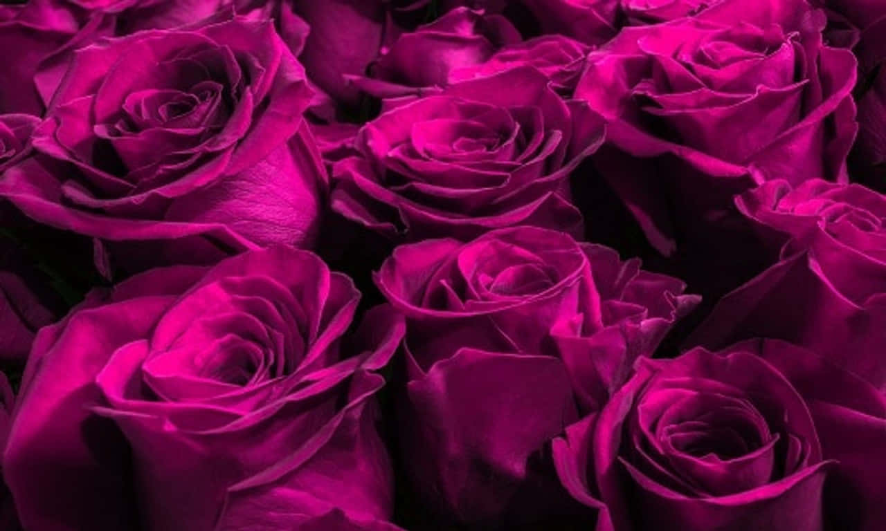 1280x768 rose, deep magenta roses, velvety petals, HD Desktop Wallpaper