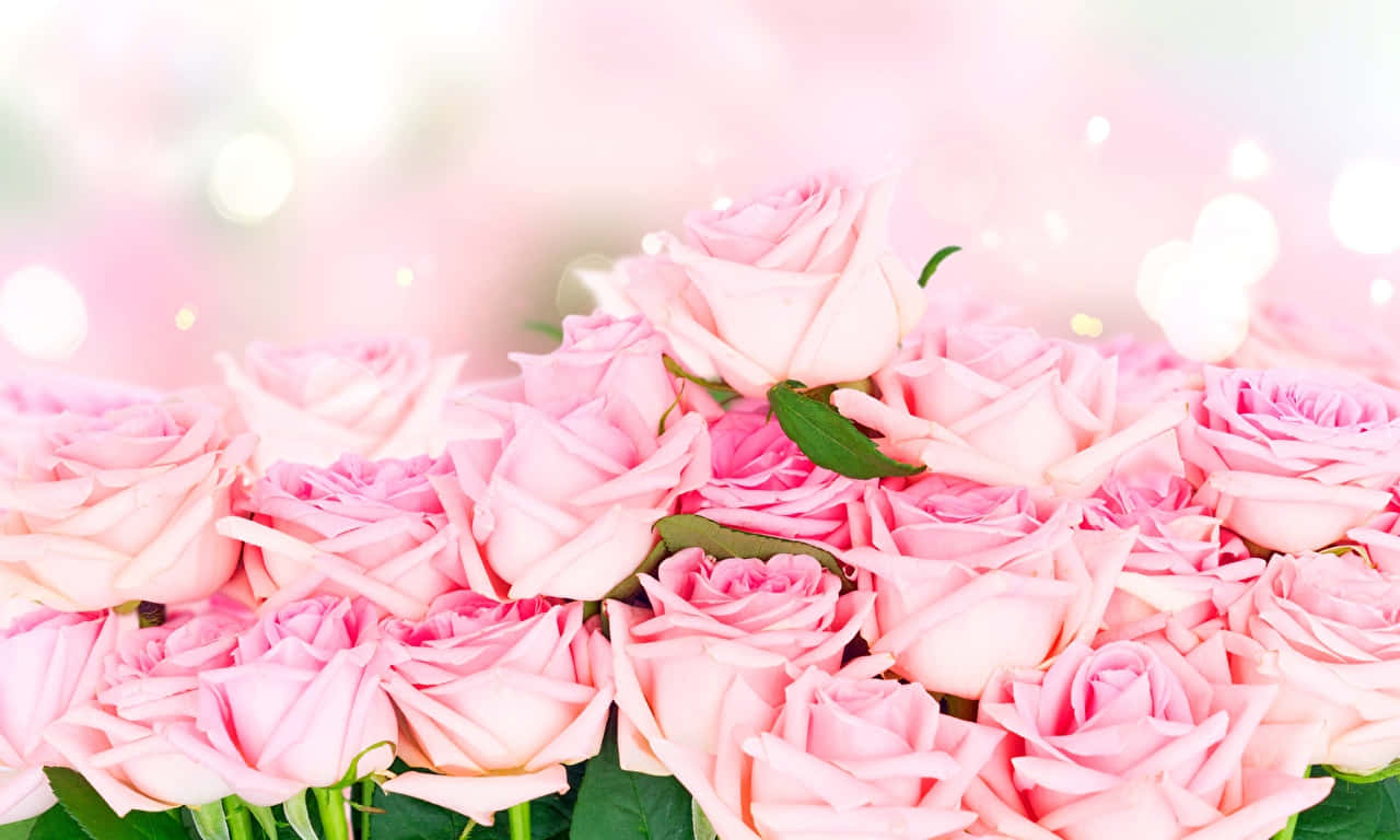 1280x768 rose, soft pink roses, green leaves, HD Desktop Wallpaper
