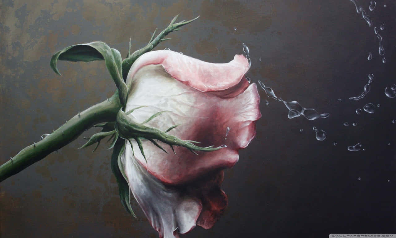 1280x768 rose, pink rose, water droplets, HD Desktop Wallpaper