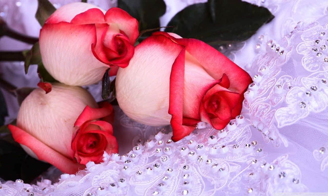 1280x768 rose, red roses, white cloth, HD Desktop Wallpaper