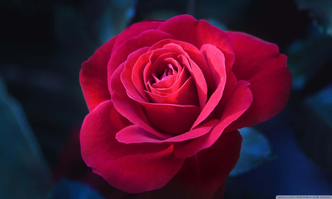 1280x768 rose, vivid red rose, soft focus, HD Desktop Wallpaper