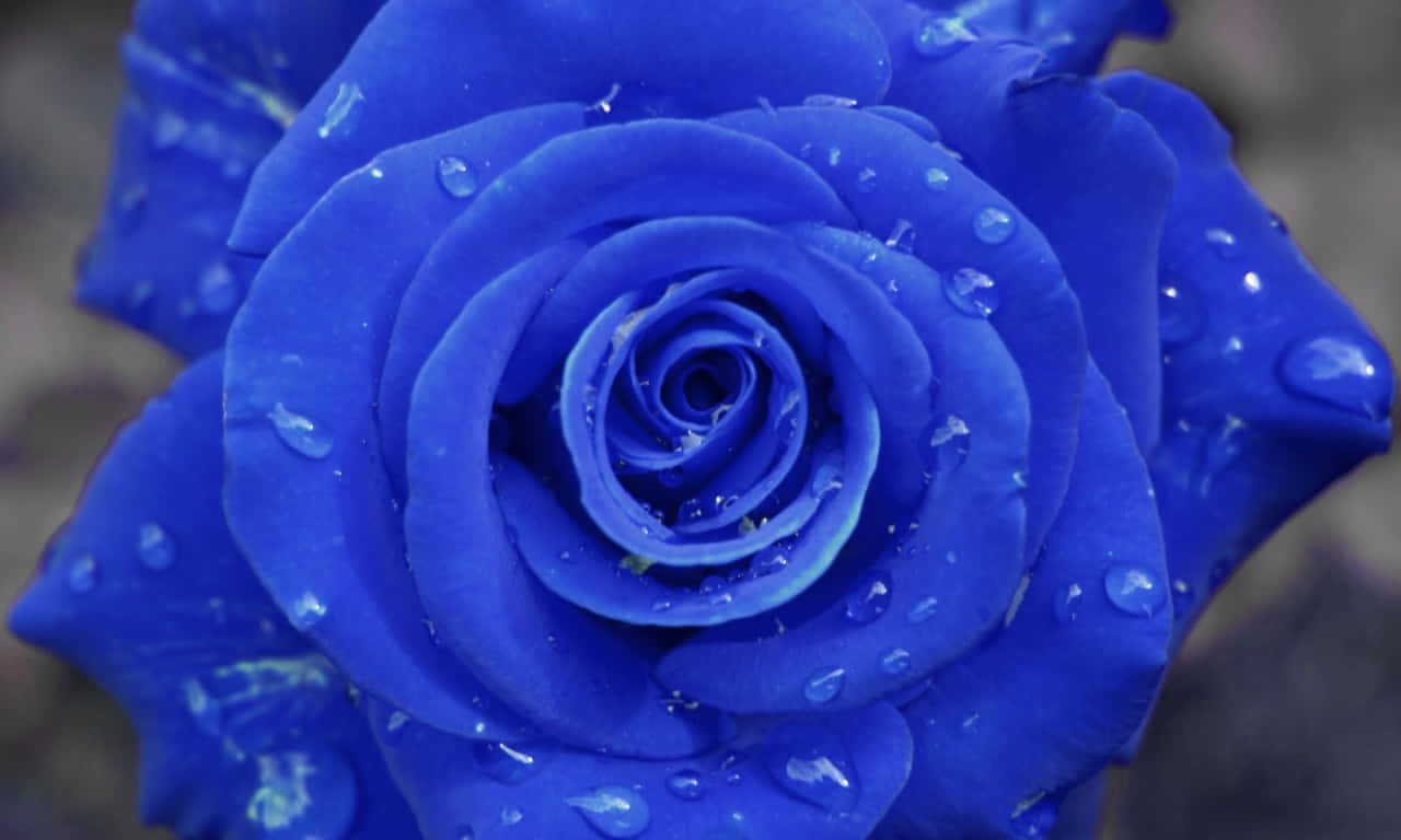 1280x768 rose, blue rose, water droplets, HD Desktop Wallpaper