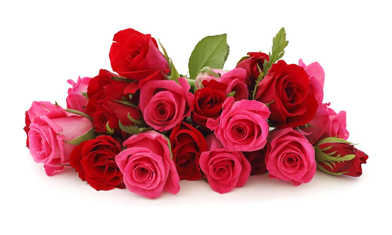 1280x768 rose, red and pink roses, green leaves, HD Desktop Wallpaper