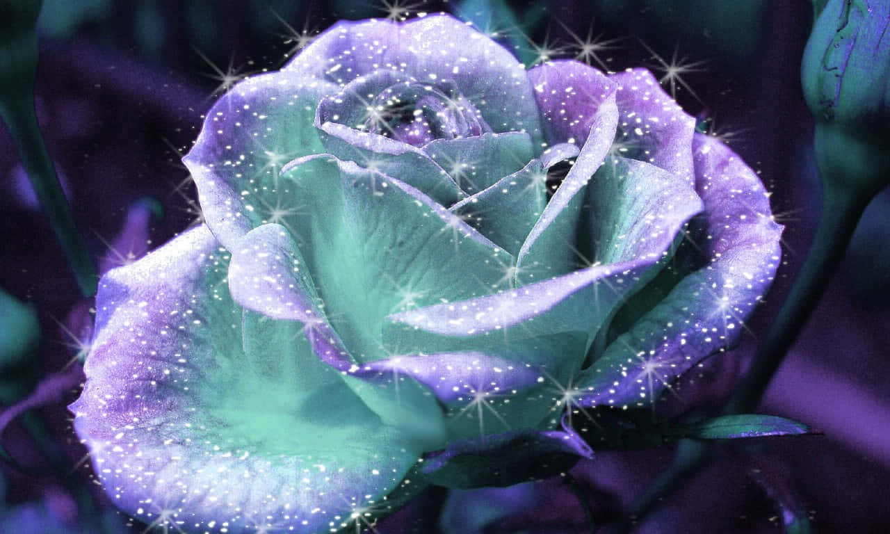 1280x768 rose, glowing purple, teal rose, HD Desktop Wallpaper