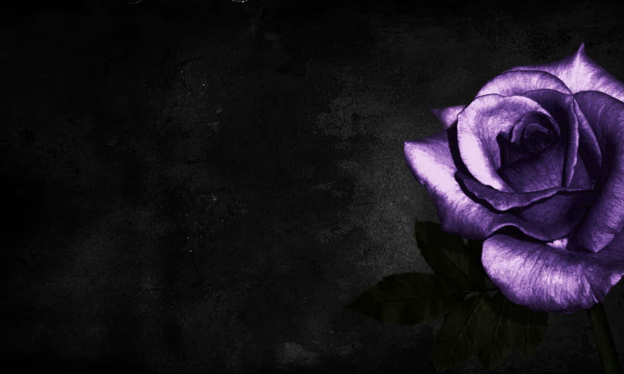 1280x768 rose, luminous purple rose, textured dark gray backdrop, HD Desktop Wallpaper