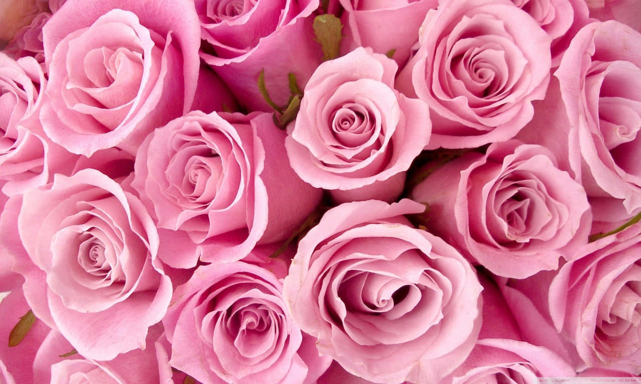 1280x768 rose, soft pink roses, delicate layered petals, HD Desktop Wallpaper