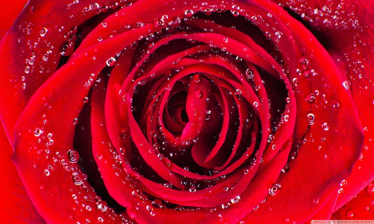1280x768 rose, vivid red rose, dewdrops, HD Desktop Wallpaper