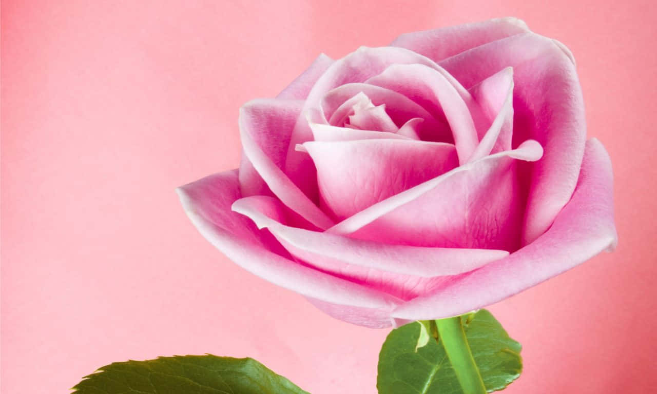 1280x768 rose, soft pink background, delicate pink rose, HD Desktop Wallpaper