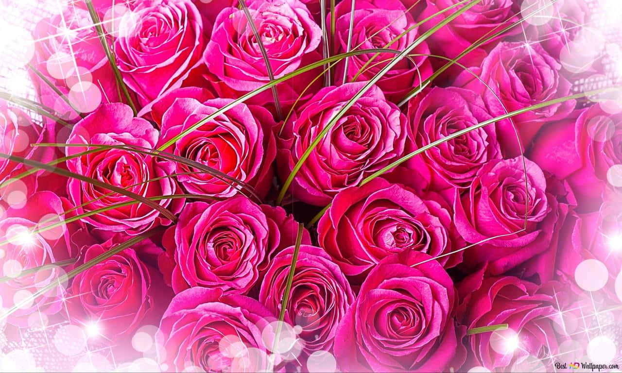 1280x768 rose, pink rose, vibrant pink roses, HD Desktop Wallpaper