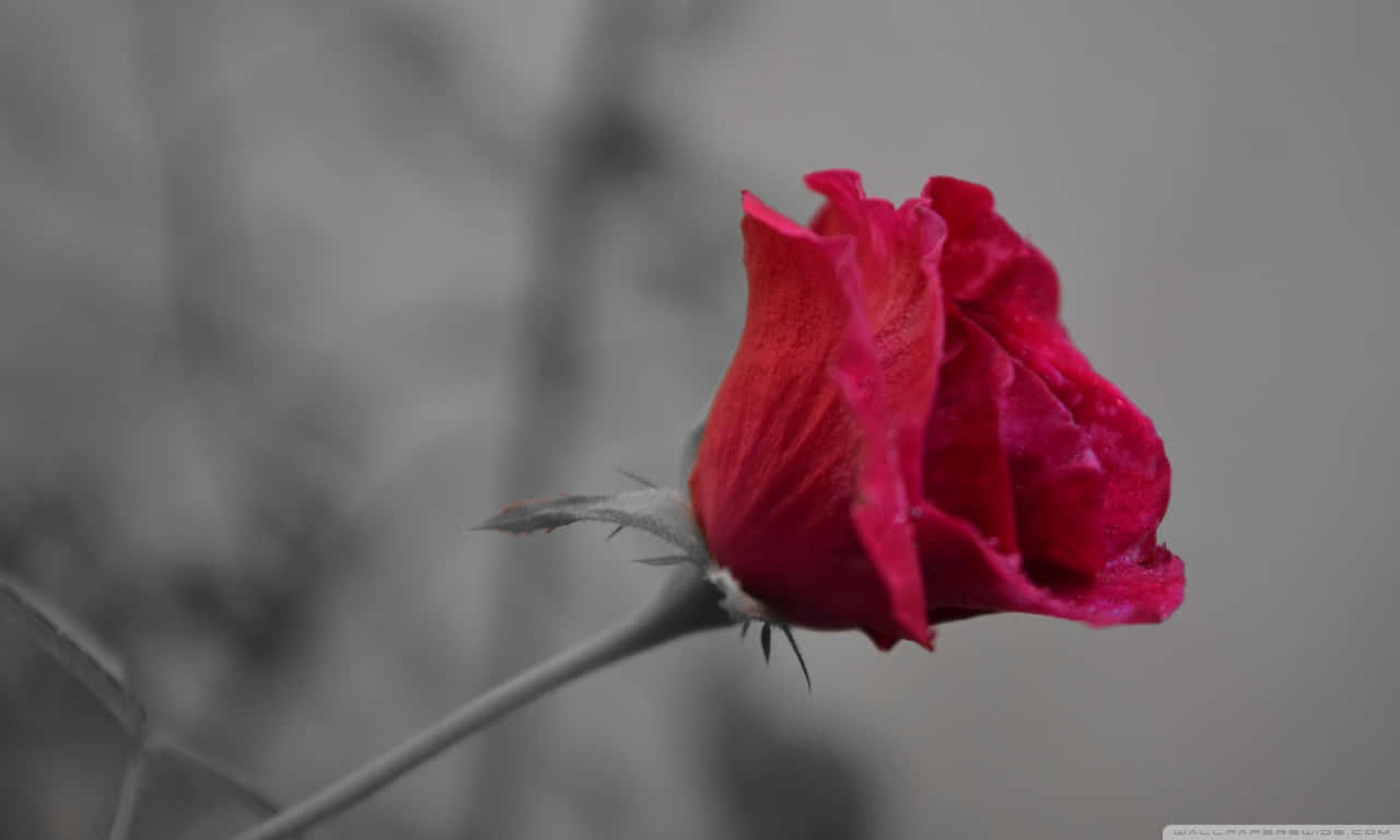 1280x768 rose, vivid red rosebud, muted grayscale background, HD Desktop Wallpaper