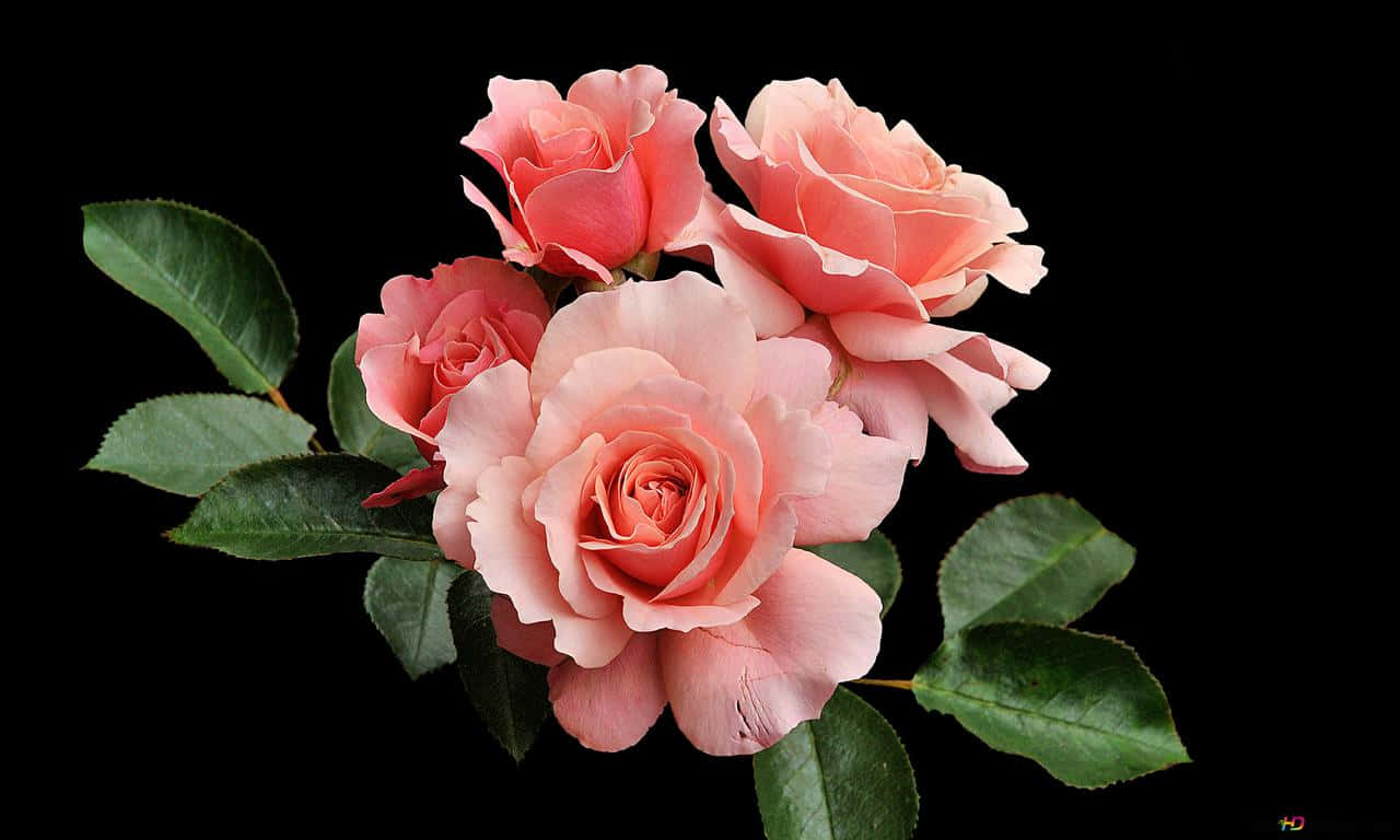 1280x768 rose, pink roses, lush green leaves, HD Desktop Wallpaper