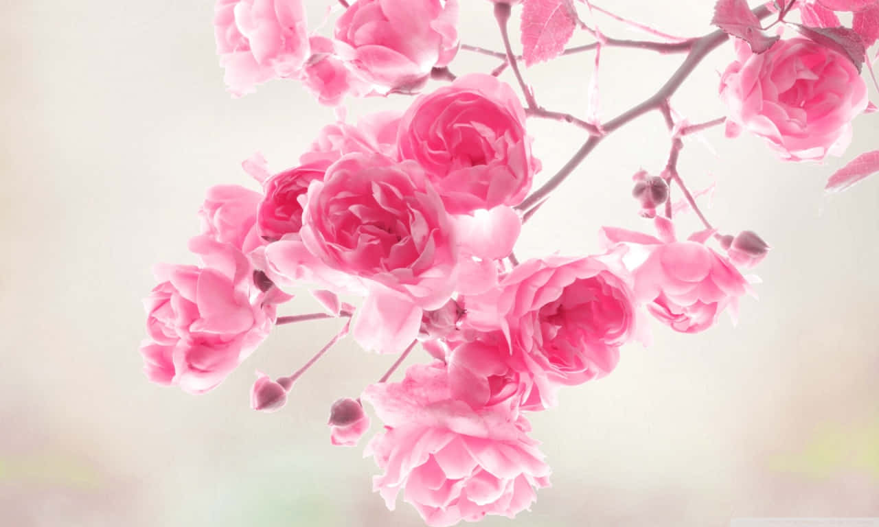 1280x768 rose, vibrant pink rose, soft pink roses, HD Desktop Wallpaper
