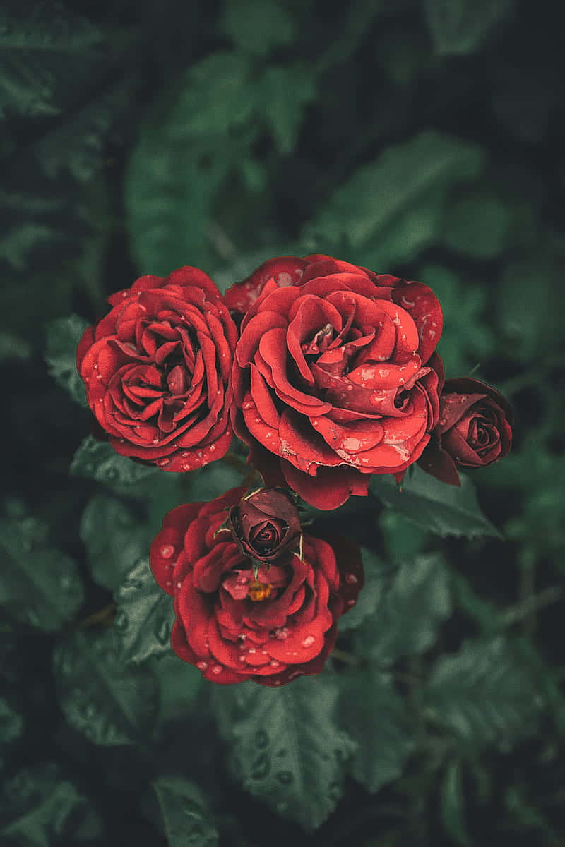 1280x768 rose, vibrant red rose, dark background, SD Phone Wallpaper