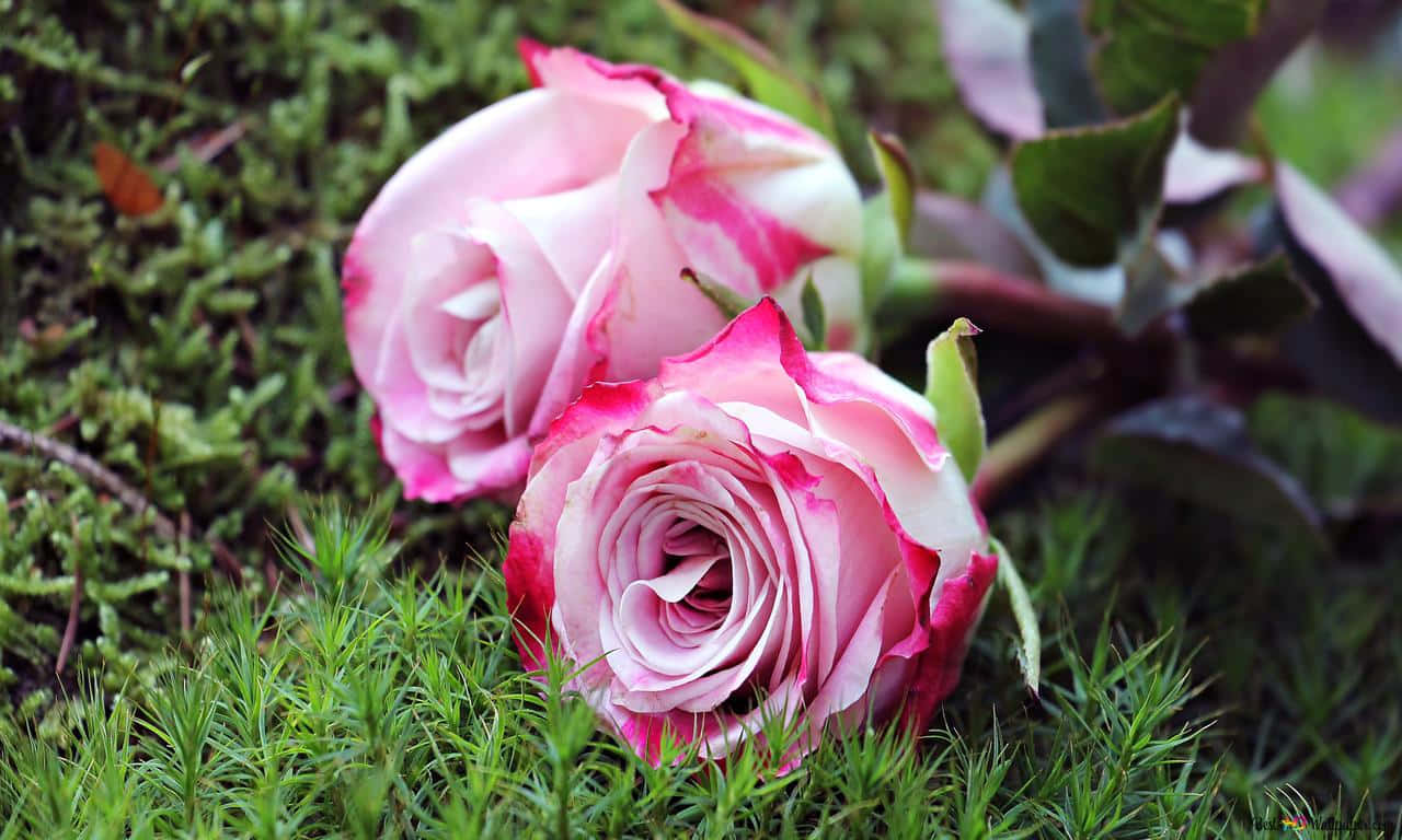 1280x768 rose, red rose, pink and white roses, HD Desktop Wallpaper