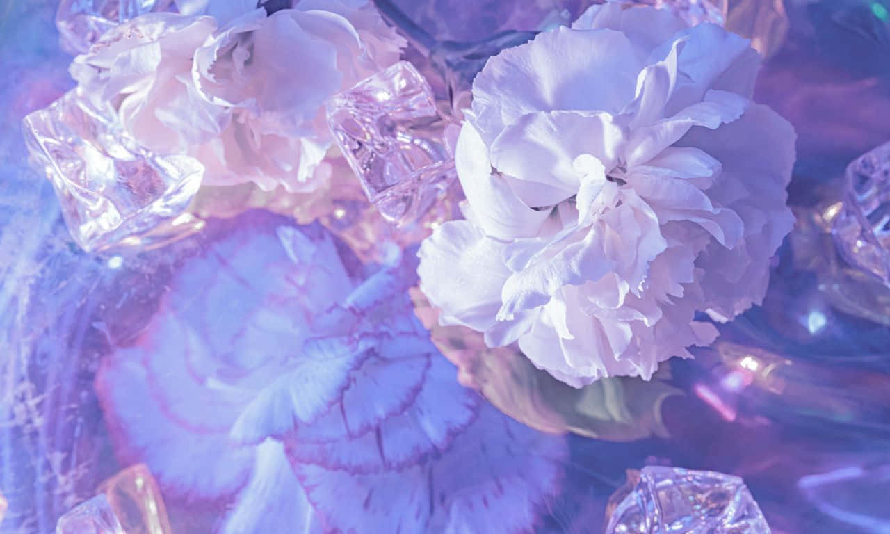 1280x768, white carnations, glowing ice cubes, HD Desktop Wallpaper