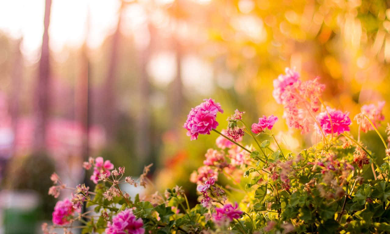 1280x768, pink geraniums, golden sunlight, HD Desktop Wallpaper