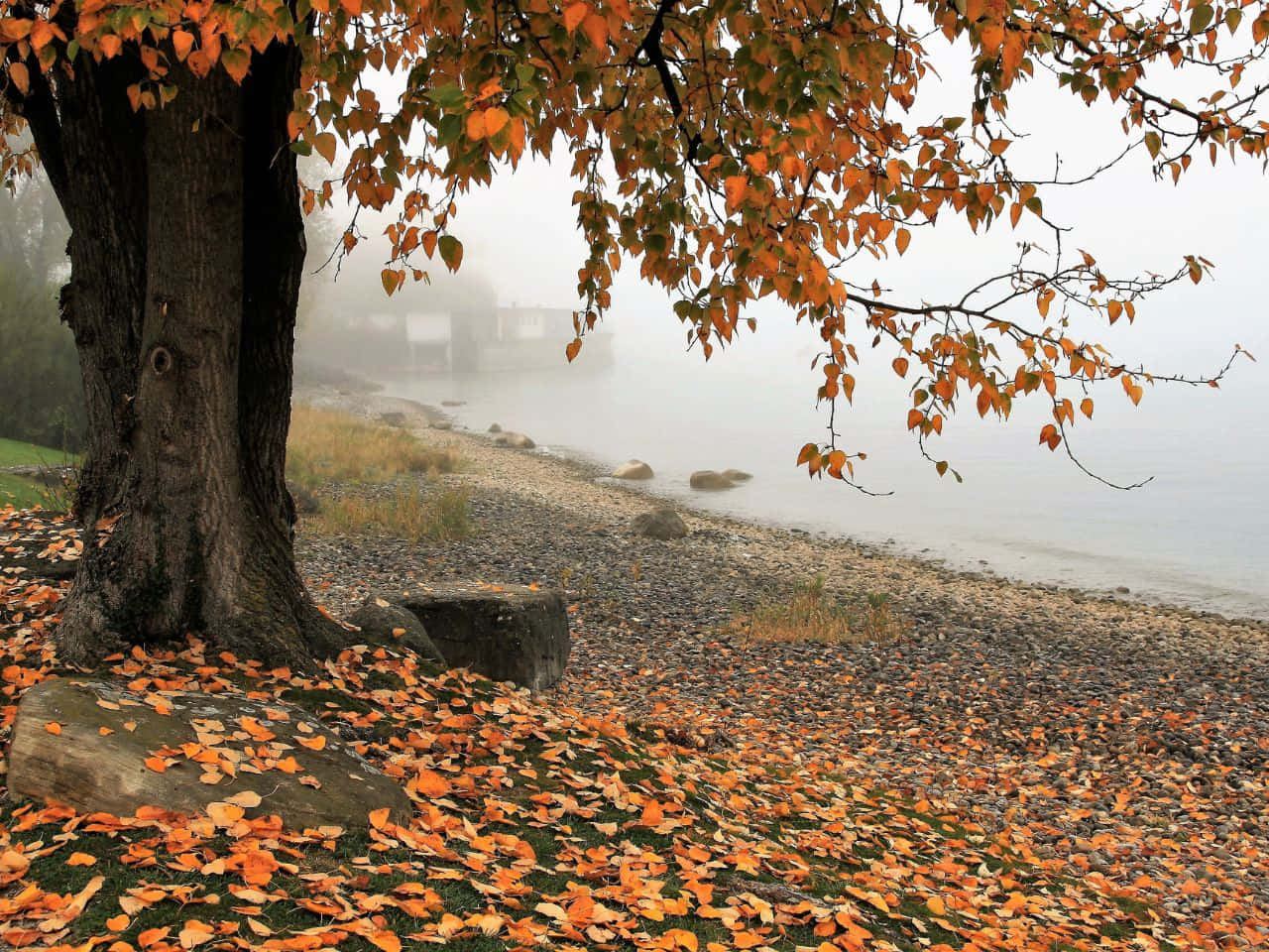 1280x960, vibrant orange leaves, misty lake shore, HD Desktop Wallpaper