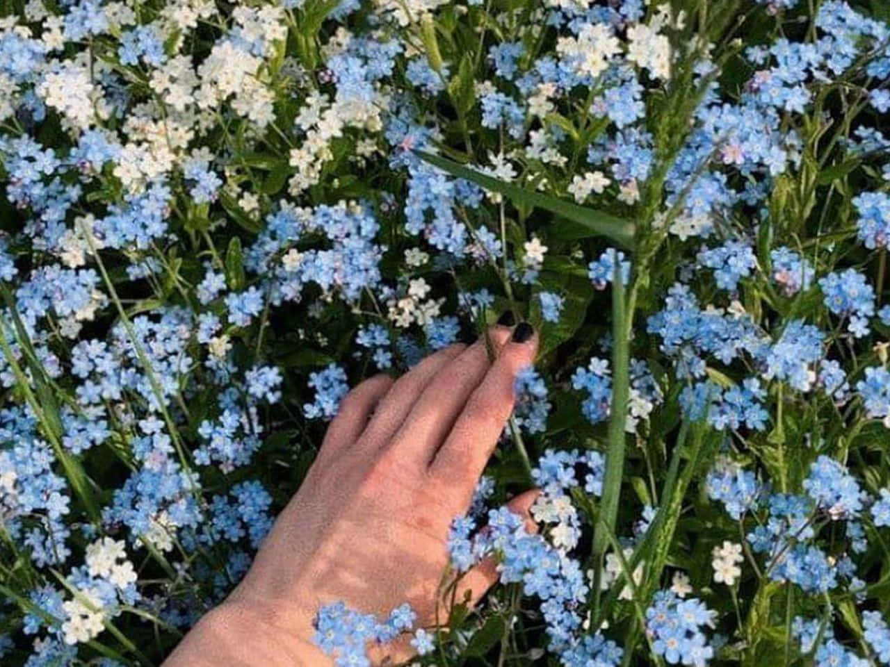 blue flowers, forget-me-nots, black nail polish, HD Desktop Wallpaper